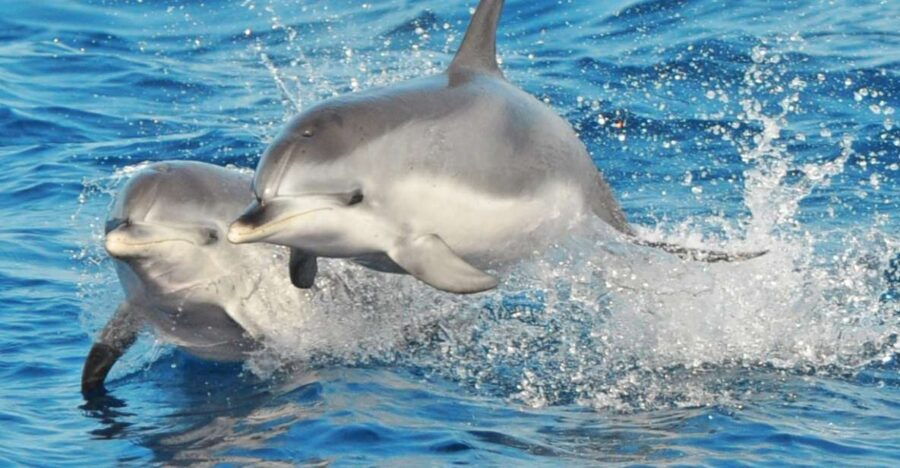 Morro Jable: Dolphin & Whale Watching Cruise, Drinks & Swim - Activity Overview