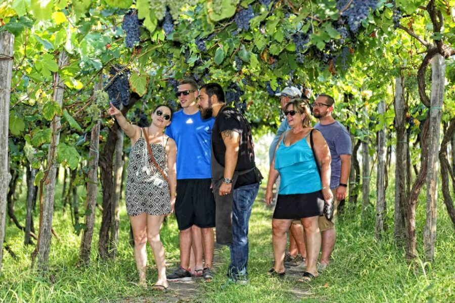 Mount Vesuvius Wine Tasting and Lunch From Pompeii - Overview of the Experience