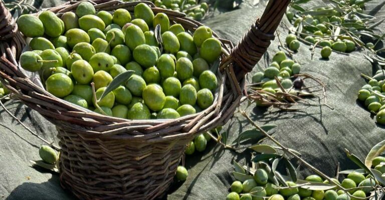 Oristano: Visit a Farm With Oil Tasting