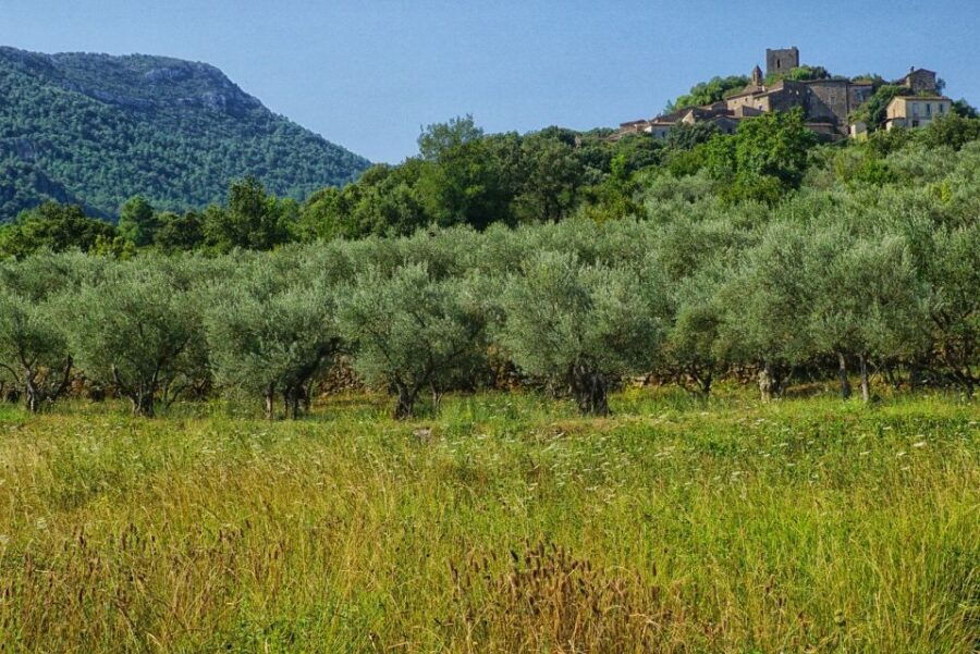 Palma De Mallorca: Son Juliana Wine Experience and Tasting - Experience Overview