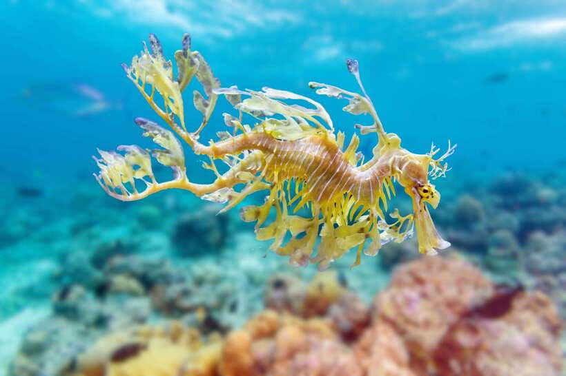 Phuket: 2 Dives for Non-Certified Beginners in Racha Yai - Overview and Pricing