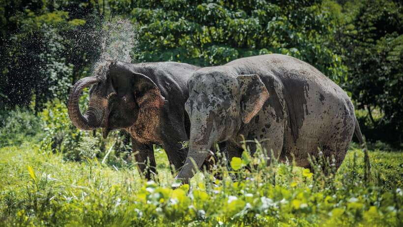 Phuket Elephant Sanctuary: Half-Day With Vegetarian Meal - Overview of Phuket Elephant Sanctuary