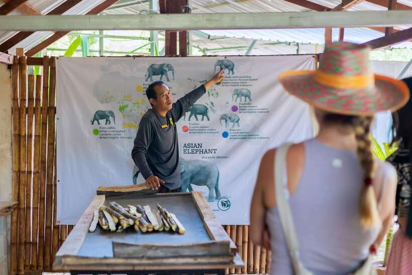 Phuket: Elephant Sanctuary Tour With Pickup & Optional Lunch - Tour Overview and Pricing