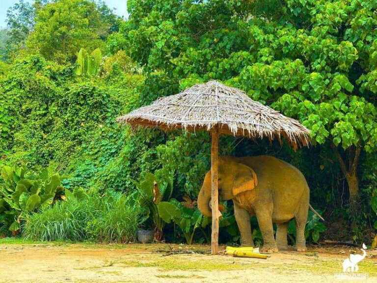 Phuket: Hidden Forest Elephant Reserve With Meal & Transfer
