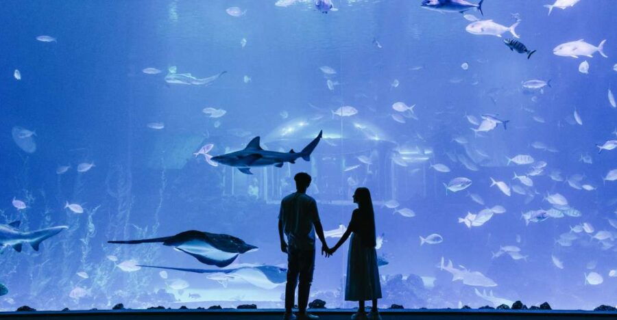 Poem of the Sea Skip-the-Line Ticket - Ticket Pricing and Availability