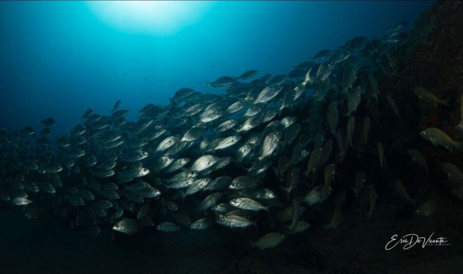 Puerto Del Carmen: Try Scuba Diving With 2 Dives and Photos - Activity Overview
