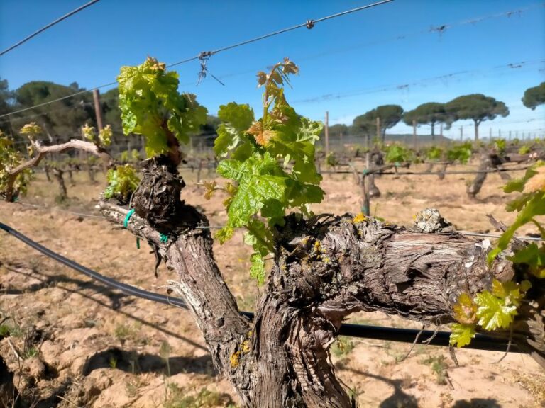 Ribera Del Duero: 2 Winery Visits and Transport From Madrid