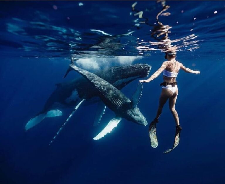 Sail the Canaries: Nature, Culture, and Culinary Delights