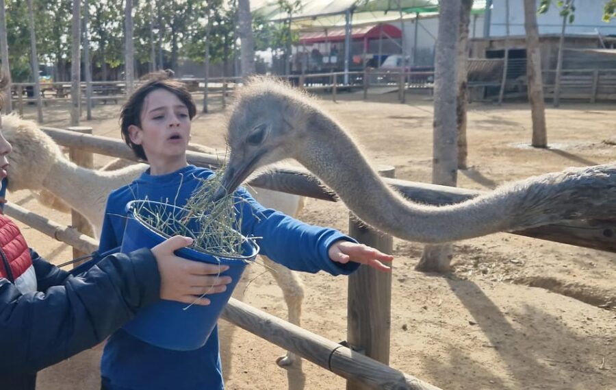 Salou, Cambrils, or Pineda: Animal Farm Roundtrip Transfer - Overview of the Animal Farm Experience