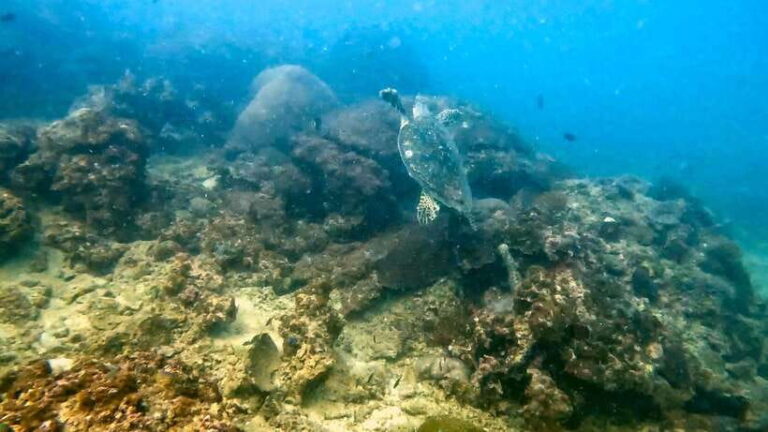 Scuba Diving From Stunning Coral Reef in the Heart of Phuket