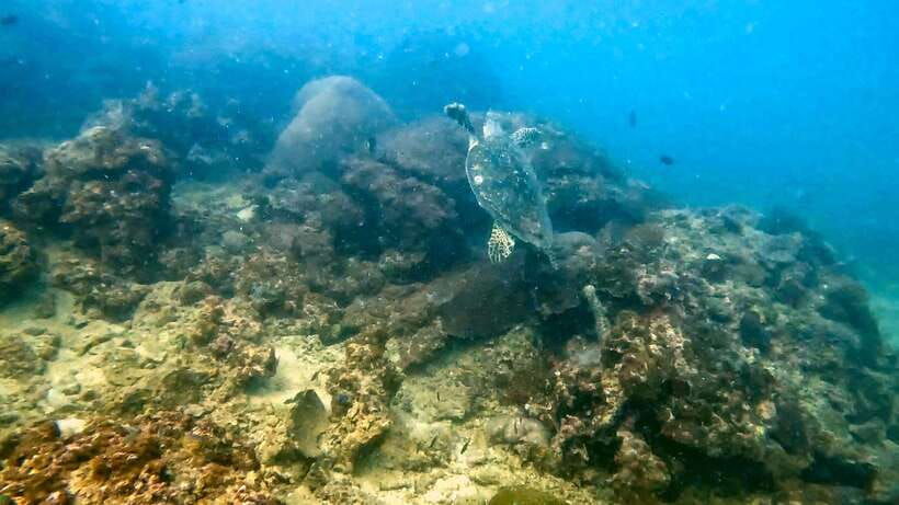 Scuba Diving From Stunning Coral Reef in the Heart of Phuket - Scuba Diving in Phukets Stunning Coral Reef