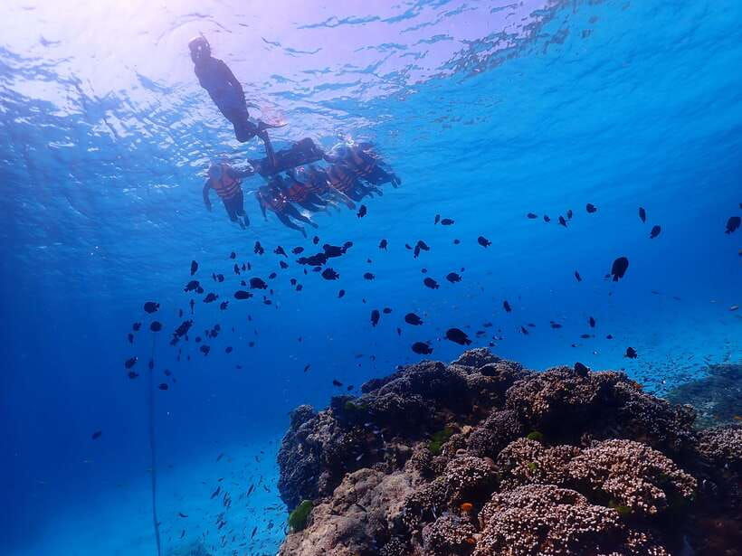 Similan Island Snorkeling Crystal Waters & Marine Life - Tour Overview and Price