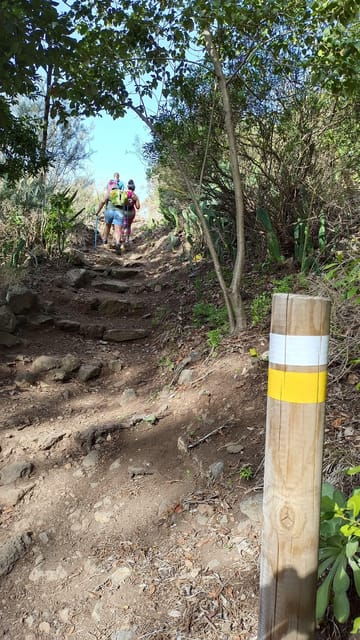 Tenerife: Anaga, Magical Forest