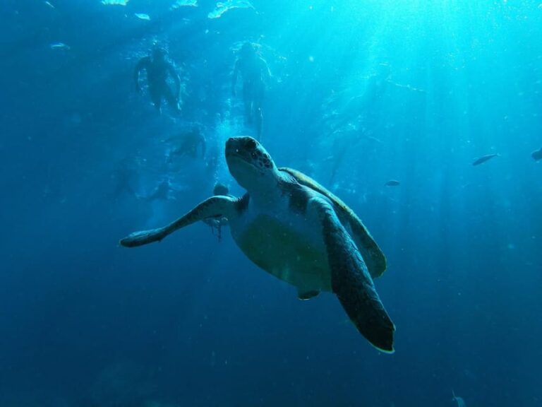 Tenerife: Double Kayak Rental in Palm Mar