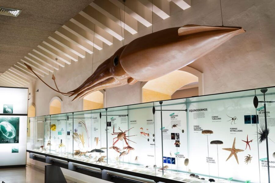 Tenerife: MUNA Museum Admission Ticket and Teide Legend Tour - Tour Pricing and Cancellation Policy