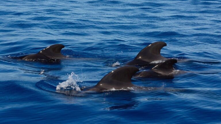 Tenerife: Ocean Pack Jet Ski and Yacht Whale Watching
