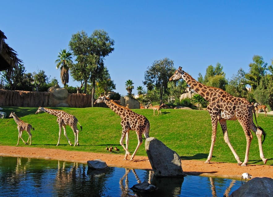 Valencia: Bioparc Valencia Admission Ticket - Ticket Information