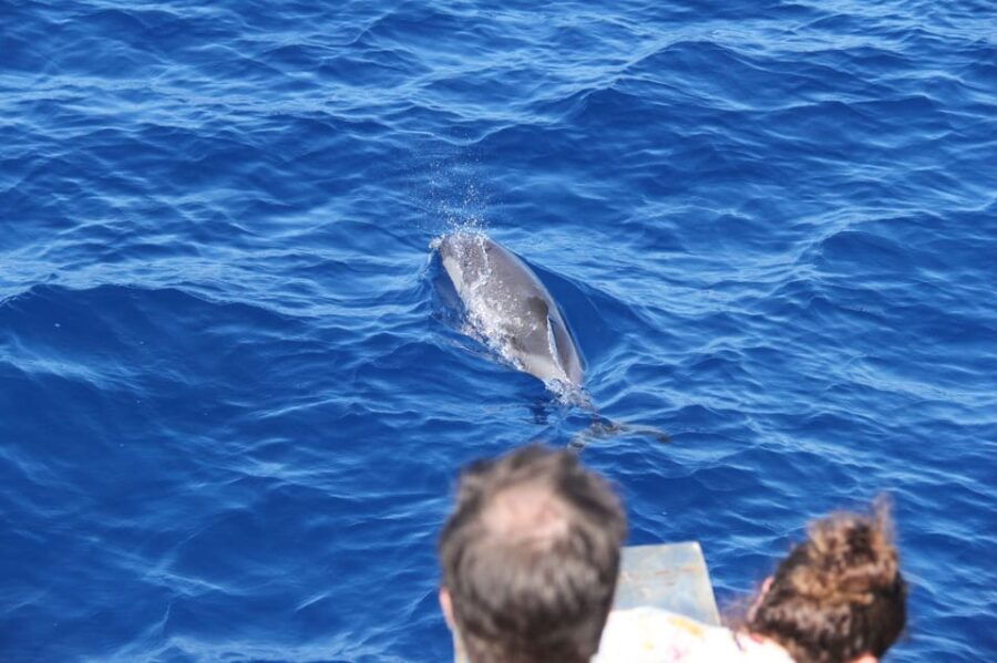 Varazze: Pelagos Sanctuary Wildlife Cruise With Guide - Overview of the Pelagos Sanctuary Wildlife Cruise