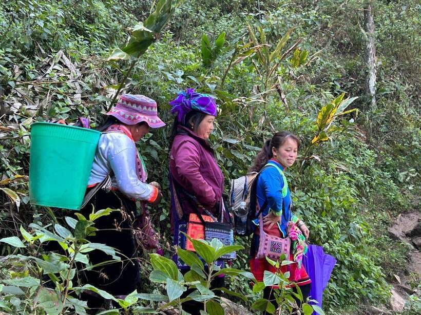 1 Day Sapa Trek&Home-cooked Lunch HmongSisterHouse&Trekking - Activity Overview