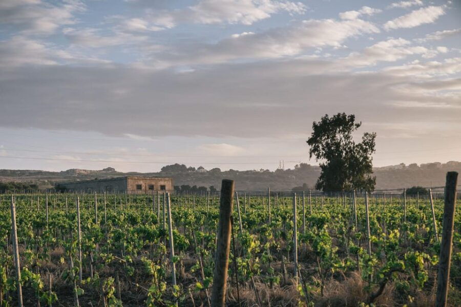 Syracuse: Exclusive Sicilian Wine Tasting Experience - Unique Wine Tasting Experience in Syracuse