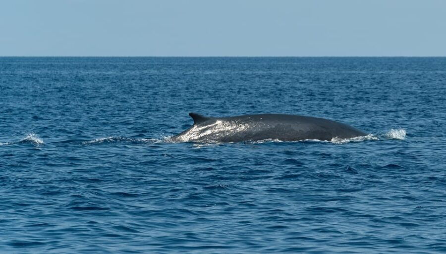 Loano: Pelagos Sanctuary Wildlife Cruise With Guide - Overview of the Wildlife Cruise