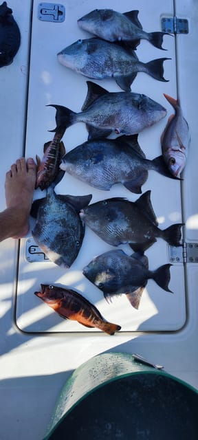 Fishing Charter 4h
