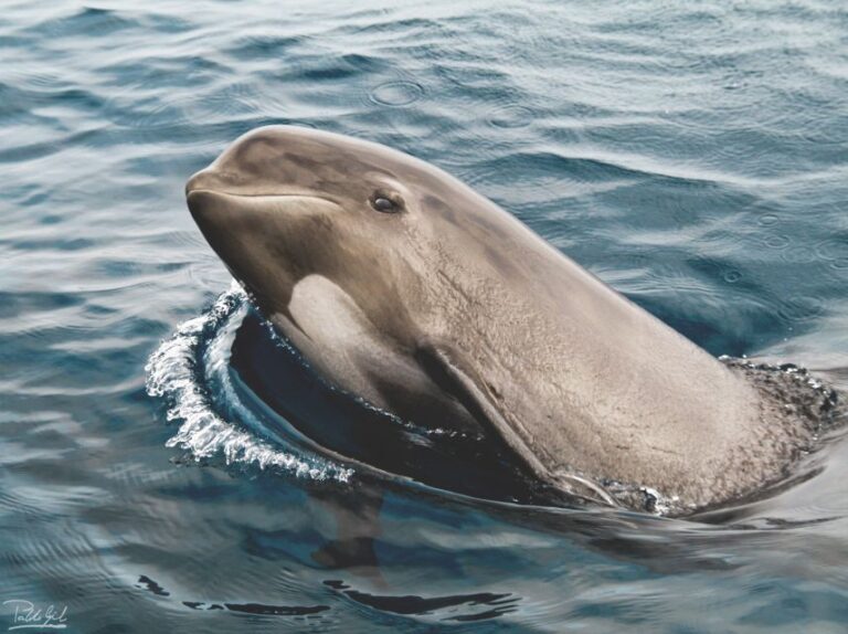 Rate: Whale & Dolphin Watching in the Strait of Gibraltar