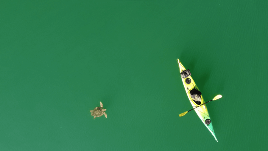 Brindisi: Kayaking at SantAndrea Island & Turtle Watching - Overview of the Experience