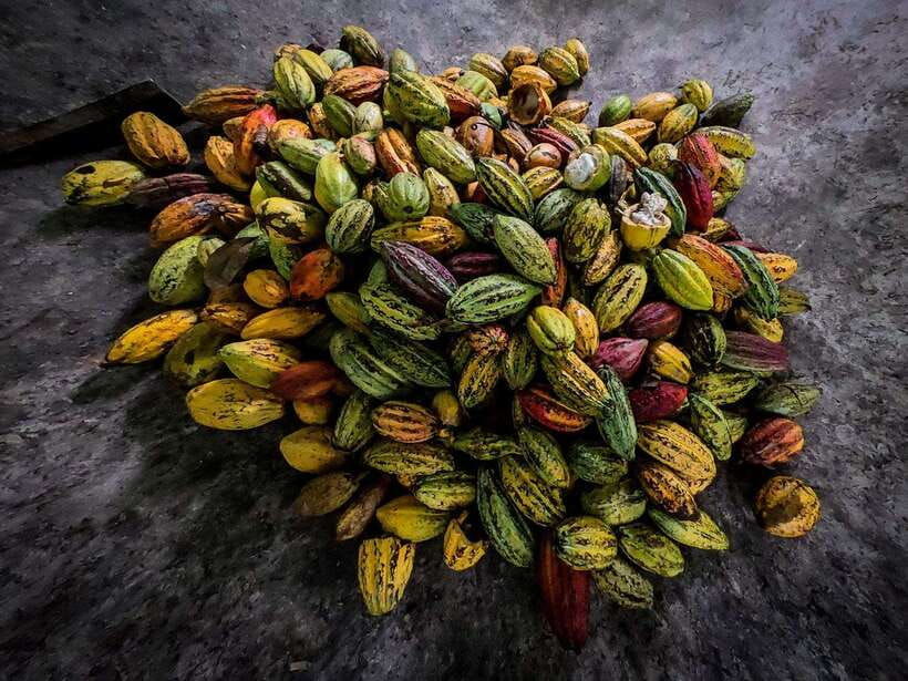 Can Tho: Floating Market & Cycling & Cacao Farm & Rice Field - Tour Overview