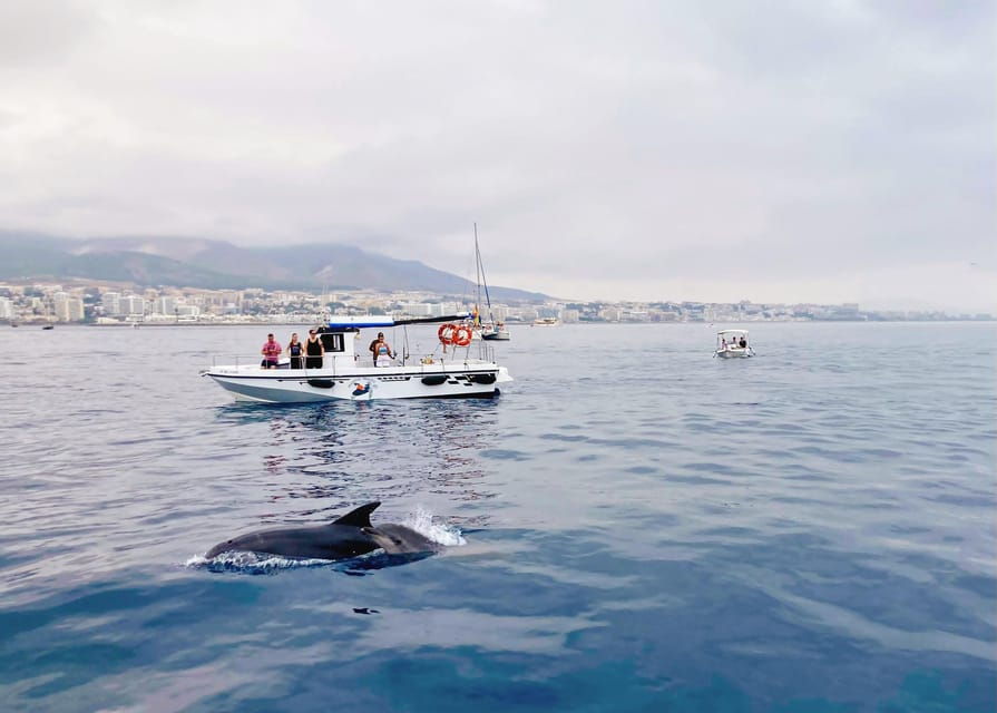 Dolphin Tour Benalmadena Boat Trip With Open Bar - Important Details to Know