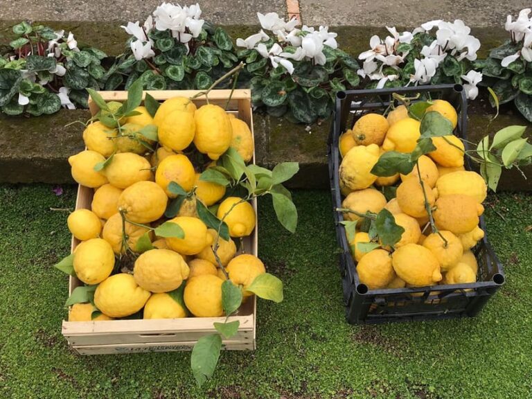 From Naples: Sorrento Lemon Grove Guided Tour