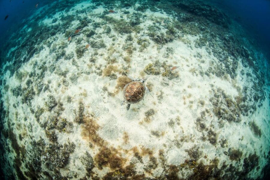 Las Palmas: Survival Apnea Course - Booking Details