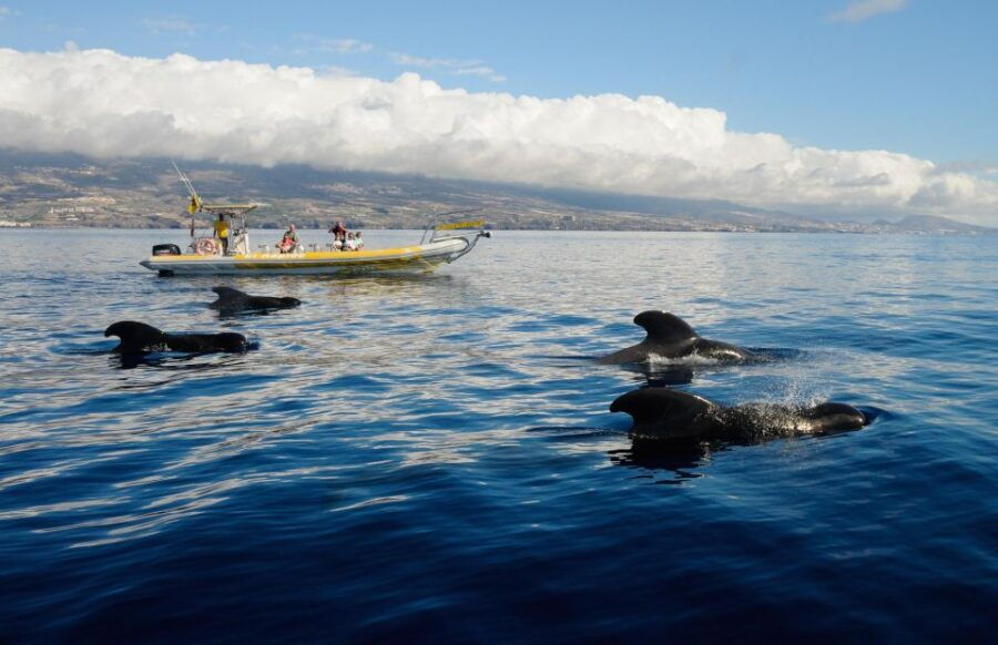 Los Gigantes: Dolphin and Whale Watching Cruise by Speedboat - Tour Overview