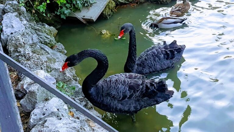 Madrid: Retiro Park Guided Tour With a Photographer