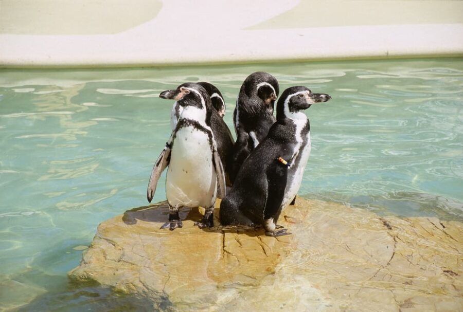 Mallorca: Marineland Tickets With Transfers From the North - Overview of Marineland