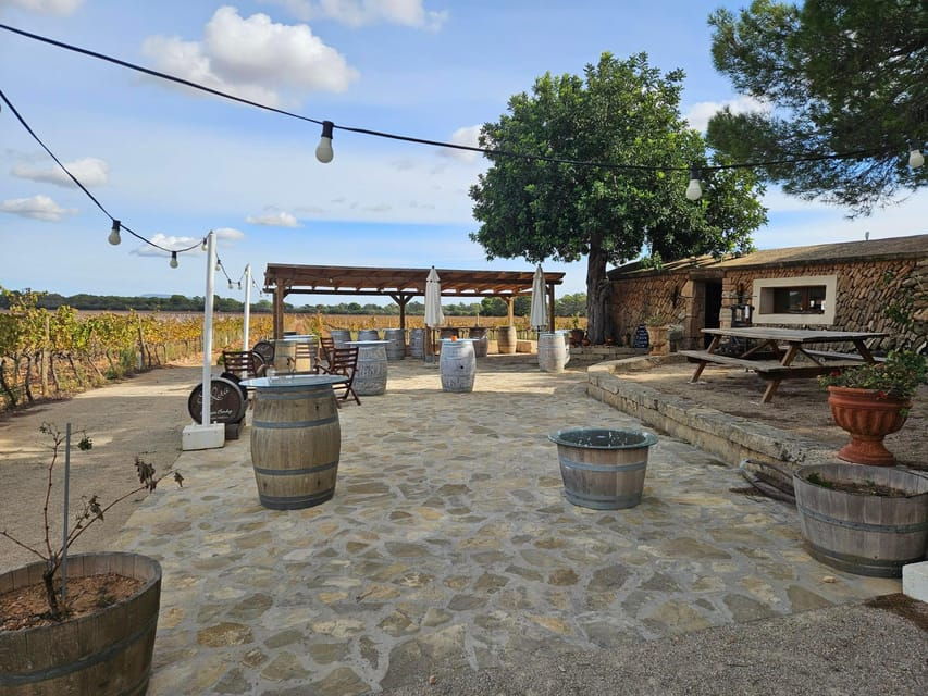 Palma: QI GONG at BODEGAS BORDOY - Activity Details