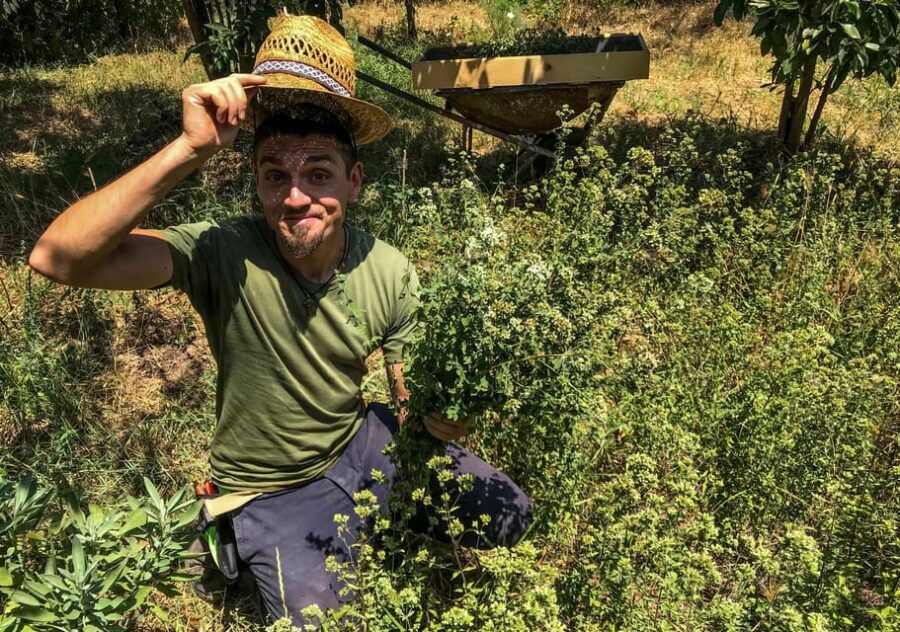 Salento: Wild Herbs to Drink - From Plant to Glass - Experience Overview