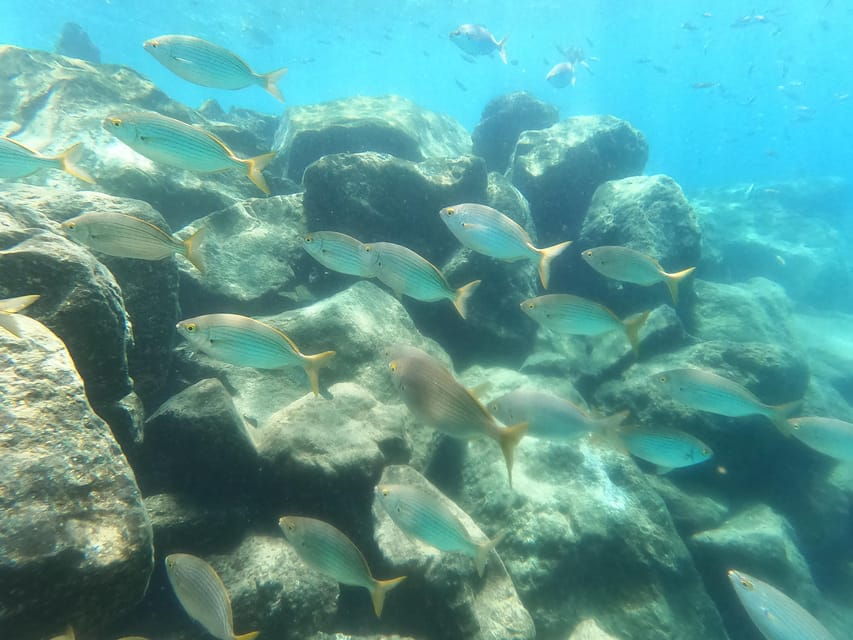 Snorkeling in Tenerife South: Discover the Underwater World - Exploring the Snorkeling Adventure