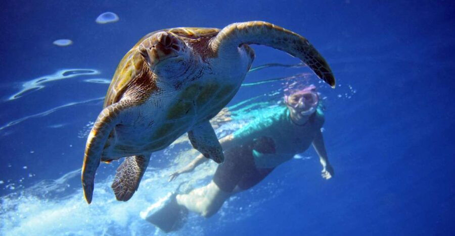 Tenerife: Kayak and Snorkel With Turtles, Wetsuits Included - Activity Overview