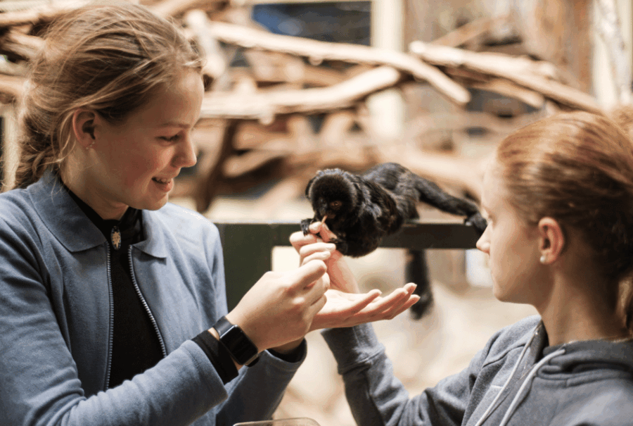 1-day ticket for Schwerin Zoo - An Introduction to Schwerin Zoo