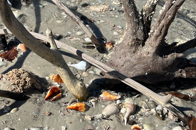 10,000 Islands Shelling Trip Marco Island FL