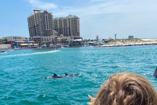 2 Hours Guided Dolphin Tour in Florida - An In-Depth Look at the Experience