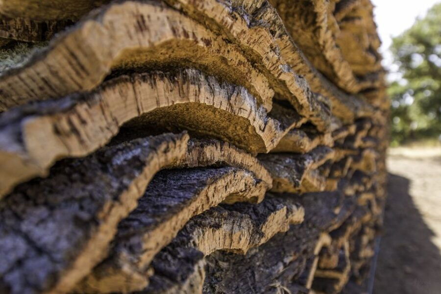 2 hr Walk in the Cork Forest - An In-Depth Look at the Cork Forest Walk
