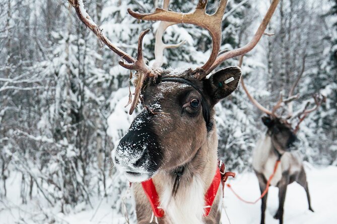2km Sleigh Ride & Feeding Experience at Traditional Reindeer Farm - A Closer Look: What to Expect from This Reindeer Experience