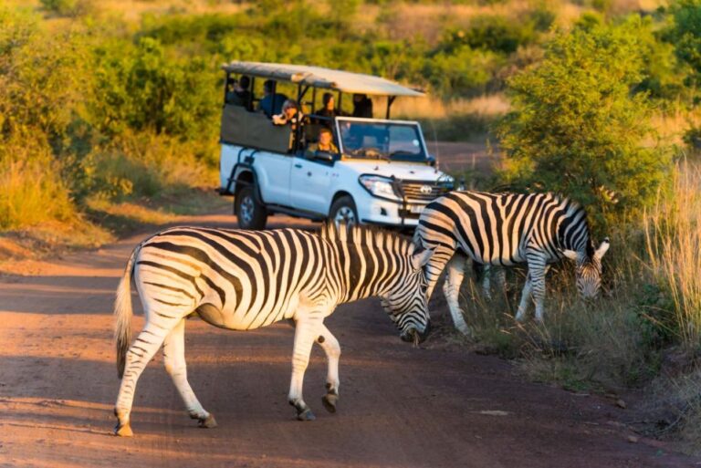 3-Hour Shared Game Drive in Pilanesberg National Park