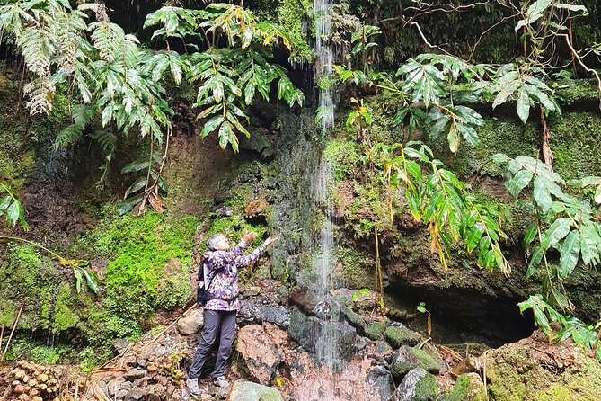 3 Hours Guided Forest Bathing Hike in Portugal - Why You Should Consider This Tour