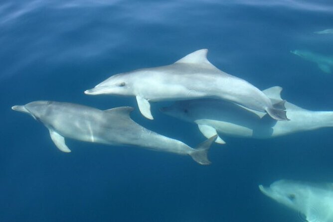 3hours all inclusive Sunset&Dolphin Tour from Medulin on Sandra