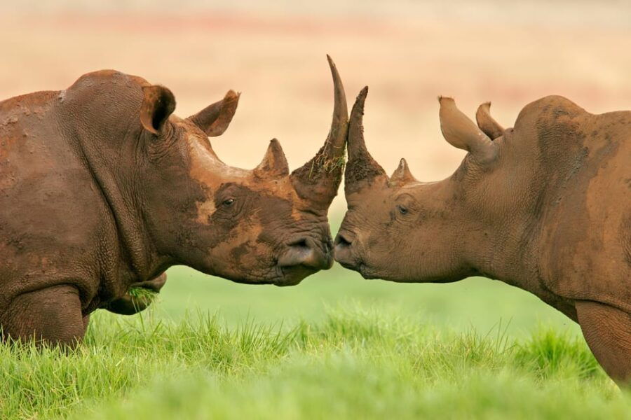 4-Day Kruger Tremisana or Masango Safari from Johannesburg - An In-Depth Look at the 4-Day Safari Experience