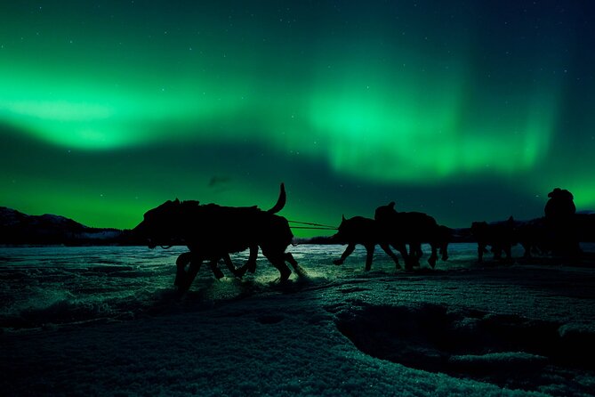 4hr Dog Sledding Tour under the Northern Lights - Good To Know