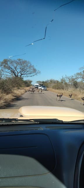 5 Days 4 Nights Safari Tour In Madikwe And Pilanersbeg